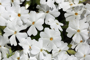 Image showing Background with white flowers of Phlox subulata