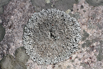 Image showing Close up of circular Parmelia lichen