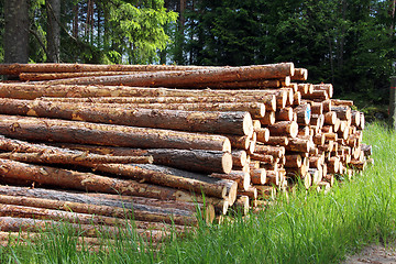 Image showing Stack of pine logs in summer forest