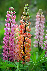 Image showing Orange and Pink Lupine Flowers (Lupinus)