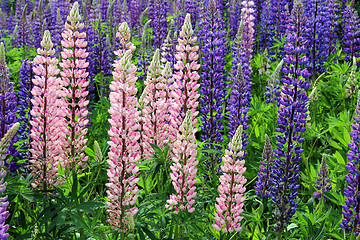 Image showing Colorful Wild Lupin Flowers (Lupinus spp)