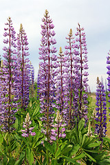Image showing Light Purple Lupine Flowers