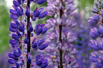 Image showing Purple Lupin Flowers Detail