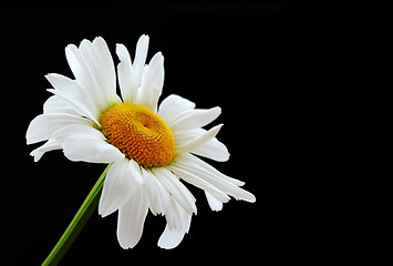 Image showing Beautiful daisy flower