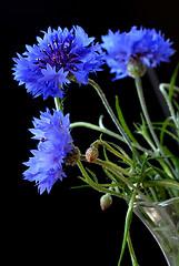 Image showing Beautiful cornflowers