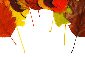 Image showing Autumn leaves