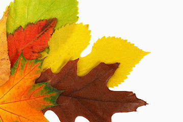 Image showing Autumn leaves