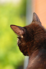 Image showing Black cat portrait