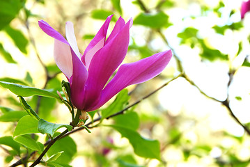 Image showing Magnolia flower