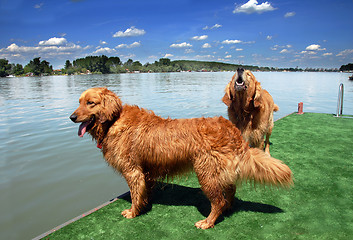 Image showing Two golden retriever by water