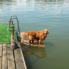 Image showing Golden retriever by water