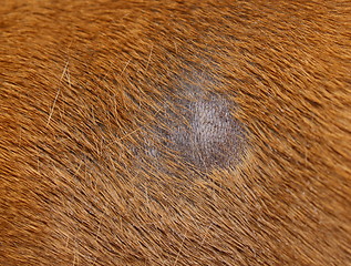 Image showing fungus infection on dog