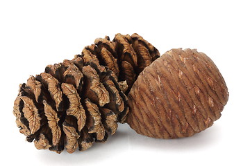 Image showing pine cones