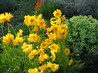 Image showing yellow flowers in summer garden