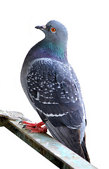 Image showing One grey pigeon on white