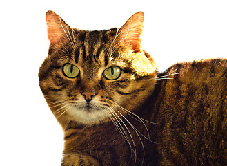 Image showing cat