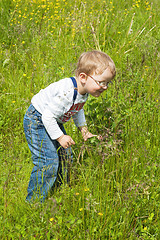 Image showing The little boy catches grasshoppers in a grass