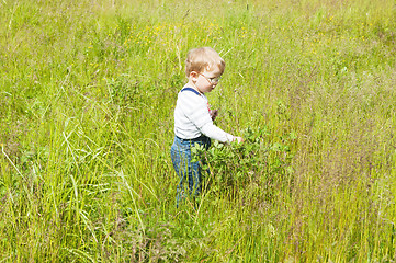 Image showing The little boy catches grasshoppers in a grass