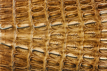 Image showing Crocodile skin