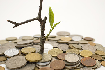 Image showing Financial growth.Conceptual image.