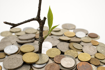 Image showing Coins and plant.