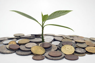 Image showing Coins and plant.