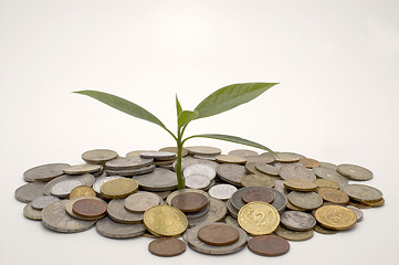 Image showing Coins and plant.