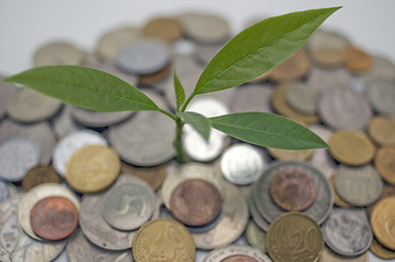 Image showing Coins and plant.