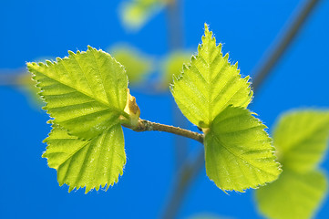 Image showing Green sheet.