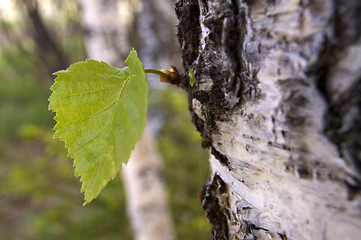 Image showing Green sheet.