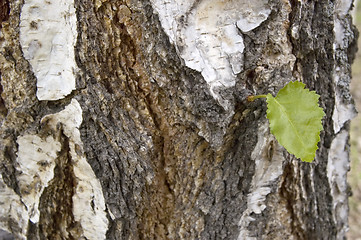 Image showing Green sheet.