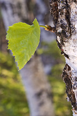 Image showing Green sheet.