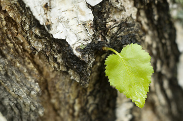 Image showing Green sheet.