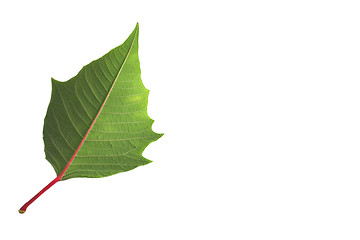 Image showing Red leaf