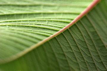 Image showing Green leaf