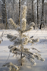 Image showing Snowy winter tree.