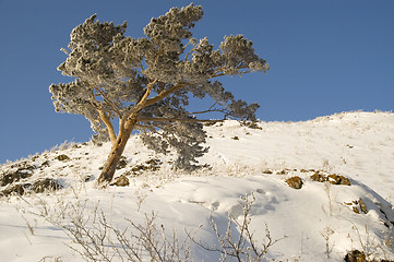 Image showing Snowy winter tree.