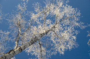 Image showing A lonely tree in snow.