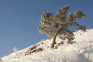 Image showing Snowy winter tree.