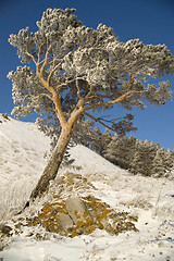 Image showing Snowy winter tree.