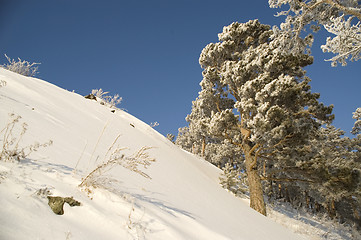 Image showing Snowy winter tree.