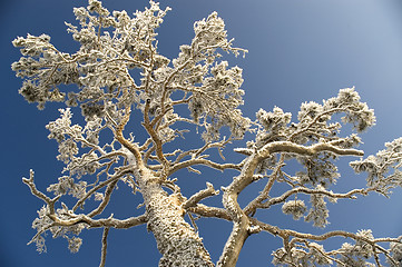 Image showing Snowy winter tree.