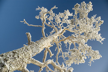 Image showing Snowy winter tree.