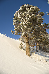 Image showing Snowy winter tree.