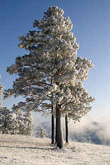 Image showing Snowy winter tree.