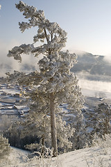 Image showing Snowy winter tree.