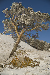 Image showing Snowy winter tree.