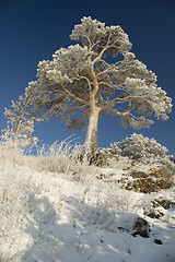 Image showing Snowy winter tree.