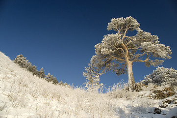 Image showing Snowy winter tree.