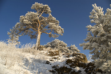 Image showing Snowy winter tree.